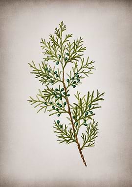 Vintage Virginian Juniper
