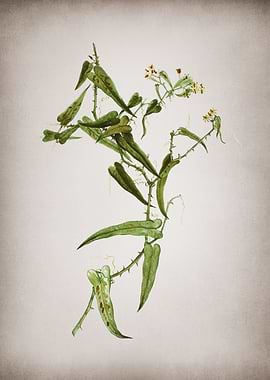 Vintage Rough Bindweed