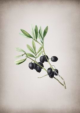 Vintage Olive Tree Branch
