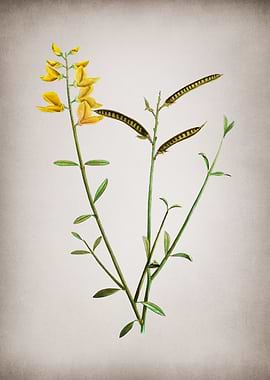 Vintage Spanish Broom