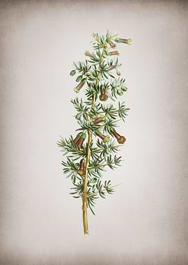 Vintage Kraal Honey Thorn