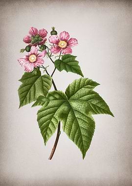 Vintage Purple Raspberry