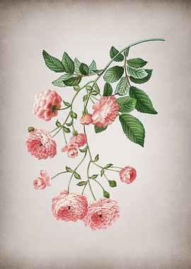 Vintage Pink Rambler Roses