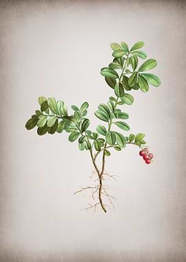 Vintage Lingonberry