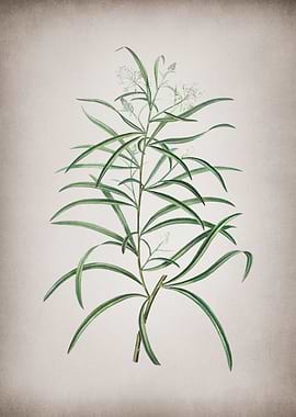 Vintage Narrow Spider