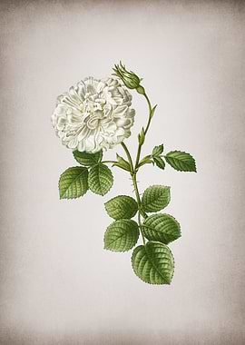 Vintage White Rose of York