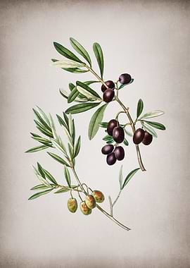 Vintage Olive Tree Branch