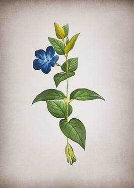 Vintage Greater Periwinkle