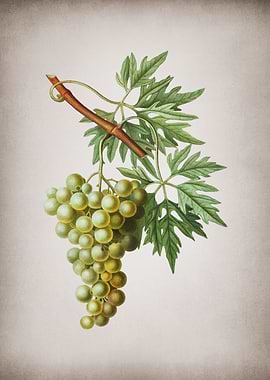 Vintage Grape Vine