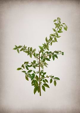 Vintage Rock Buckthorn