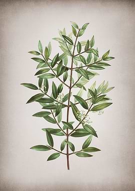 Vintage Phillyrea Tree