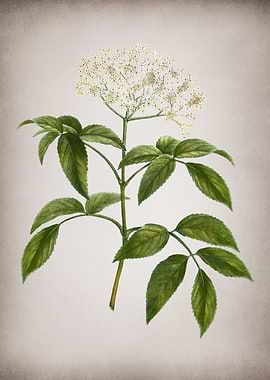 Vintage Elderberry Plant