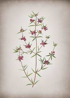 Vintage Heath Mirbelia