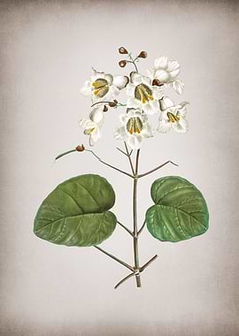 Vintage Catalpa Cordifolia