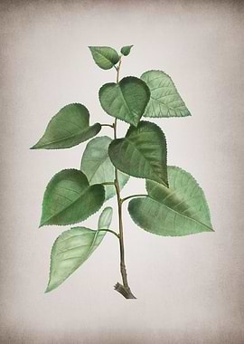 Vintage Quaking Aspen