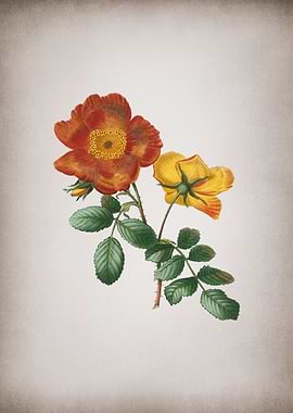 Vintage Sweetbriar Rose