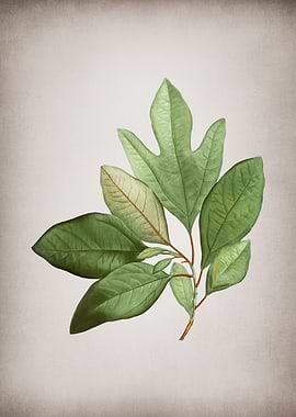 Vintage Bay Laurel Branch