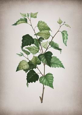 Vintage Silver Birch