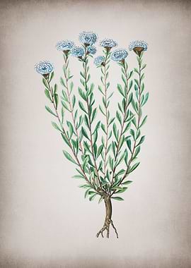 Vintage Globe Daisies