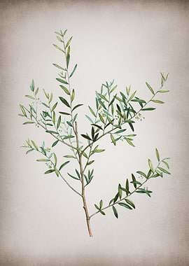 Vintage Myrtle Dahoon