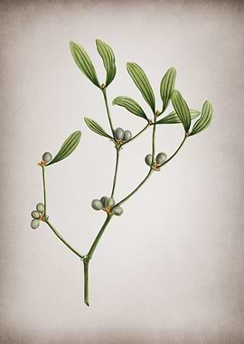 Vintage Viscum Album