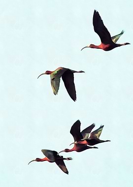 Glossy Ibises In Flight