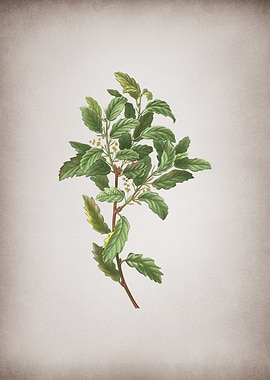 Vintage Evergreen Oak