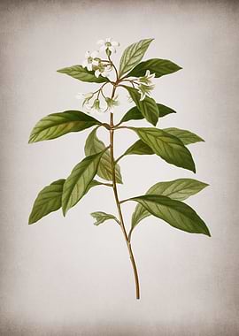 Vintage Sweet Pittosporum