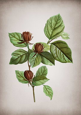 Vintage Carolina Allspice