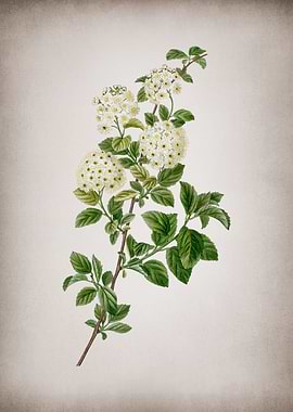 Vintage Meadowsweet