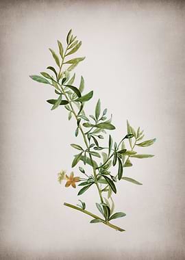 Vintage Goji Berry Branch