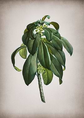 Vintage Spurge Laurel Weed