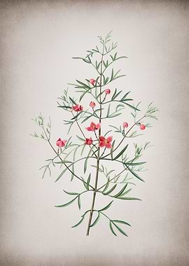 Vintage Boronia Pinnata