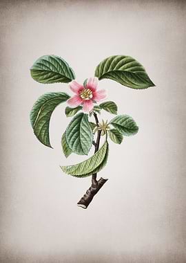 Vintage Chinese Quince