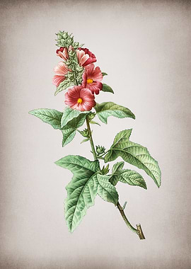 Vintage Tree Mallow