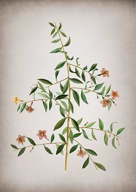 Vintage Goji Berry Branch