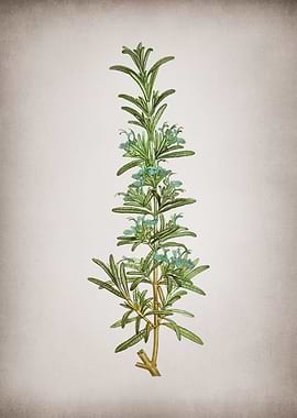 Vintage Rosemary