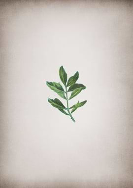 Vintage Buxus Colchica