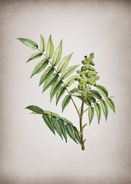 Vintage Staghorn Sumac