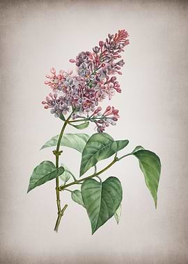 Vintage Pink Lilac Plant