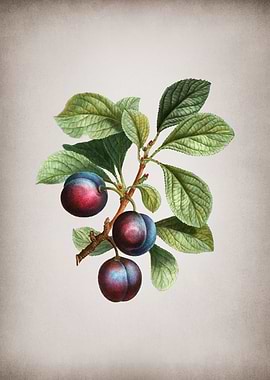 Vintage Cherry Plum