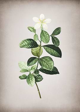 Vintage Gardenia