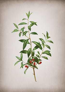 Vintage Alabama Dahoon