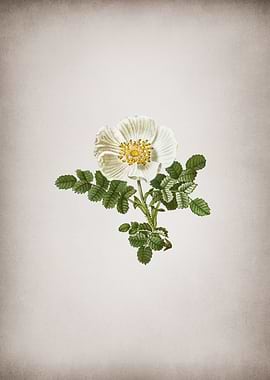 Vintage White Burnet Rose