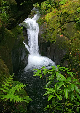 Waterfall in the forest