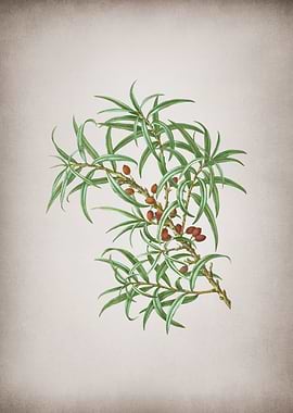 Vintage Sea Buckthorn