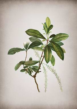 Vintage Swamp Titi Leaves