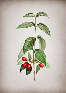 Vintage Cornelian Cherry
