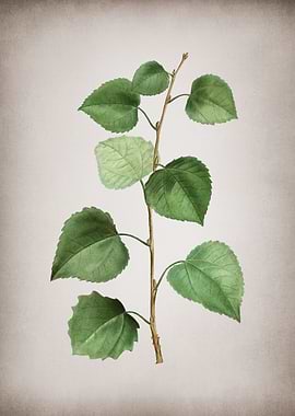 Vintage Quaking Aspen