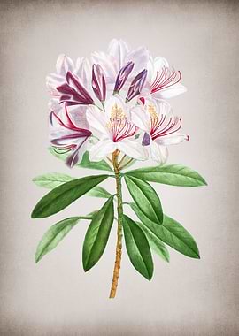 Vintage Rhododendron